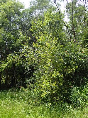 Persoonia conjuncta habit