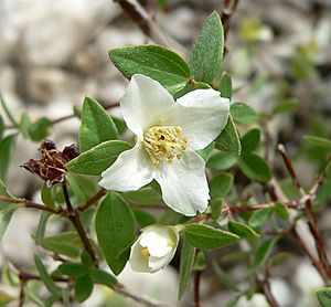 Philadelphus microphyllus 1.jpg