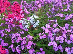 Phlox paniculata20090811 140