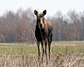 Poland Kampinos Alces alces 1