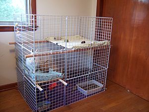 Rabbit condo