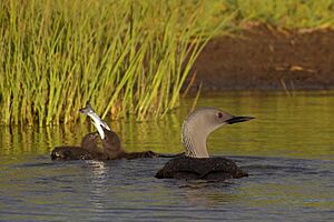 Red-Throated Loon juvenile eating fish
