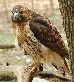 Red-tailed Hawk Buteo jamaicensis Full Body 1880px