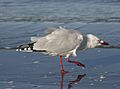 Red billed gull-07