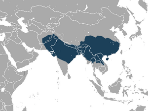 Rhesus Macaque area.png