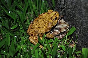 Rhinella icterica in amplexus