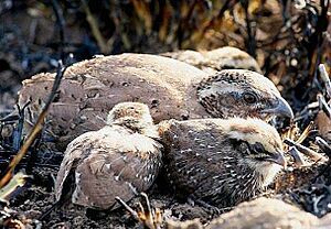 Rock Bush Quail.JPG