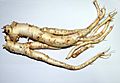 Root of platycodon grandiflorus