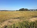 Salt marsh in autumn