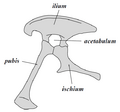 Saurischia pelvis