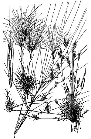 Scleropogon brevifolius HC-1950.jpg