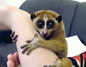 Slow Loris Female