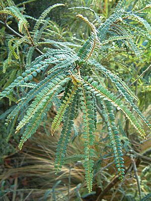 Sophora-godleyi-foliage.jpg