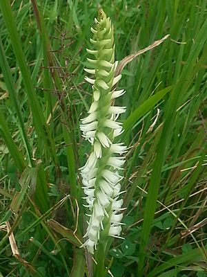 Spiranthes odorata.jpg