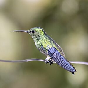 Steely-vented hummingbird (Saucerottia saucerottei saucerottei) Las Tangaras.jpg