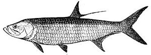 Tarpon