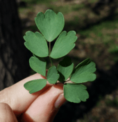 Thalictrum dasycarpum leaves