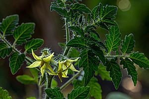 Tomato flowers yellow currant