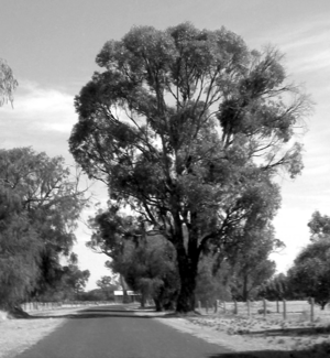 TuartTree nearlakeclifton BW version