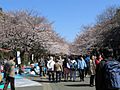 UenoPark Hanami