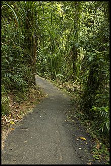 Walkway to Babinda Boulders-1 (22878426314)