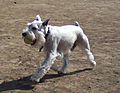 White Miniature Schnauzer