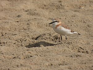 WhitefrontedploverGambia