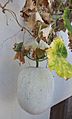 Winter Melons on the vine in Kurnool, Andhra Pradesh, India 02