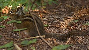 Yellow-cheeked Chipmunk.jpg