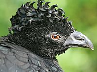 Yellow-knobbed Curassow SMTC