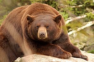 "Cinnamon" Black Bear.jpg