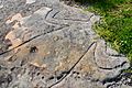 (1) rock carvings Bondi-1