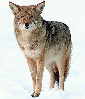 2009-Coyote-Yosemite.jpg