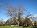 20151224Acer saccharinum1.jpg