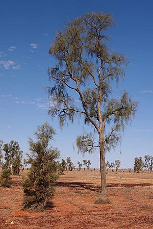 Acacia peuce adult.jpg