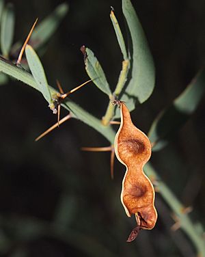 Acacia victoriae pod