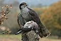 Accipiter gentilis by Iosto Doneddu