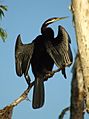 Anhinga novaehollandiae