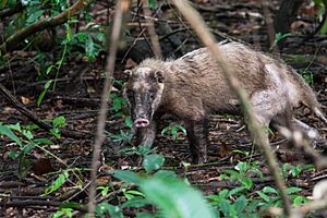 Arctonyx-collaris-hog-badger.jpg