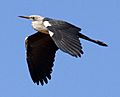 Ardea pacifica in flight