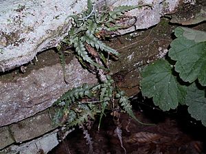 Asplenium pinnatifidum HC RT