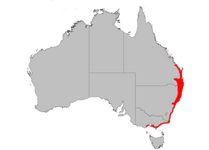 B integrifolia dist map gnangarra.png