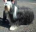 Bearded Collie 600