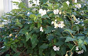 Begonia cubensis BotGardBln1105HabitusFlowers