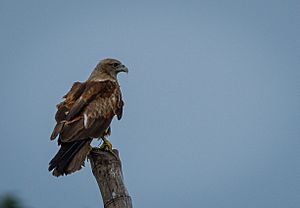 Brahmini Kite (Juvenile)