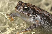 Bufo quercicus.jpg