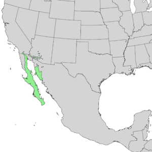 Bursera microphylla range map 1.png