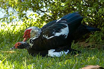 Cairina moschata reproduction