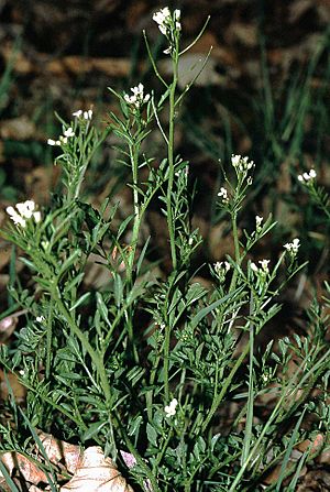 Cardamine flexuosa eF.jpg