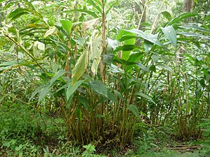 Cardamom plant